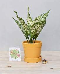 Ornamental Plant